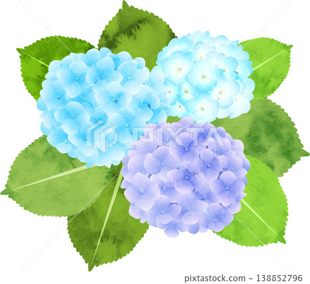 水彩風格的繡球花插圖(藍色調) 水彩風格的繡球花插圖(藍色調) 138852796