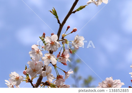 池塘旁邊的櫻花 138852885