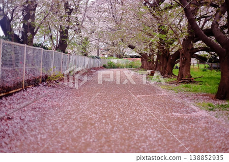 Road where cherry blossom petals fall Road where cherry blossom petals fall 138852935