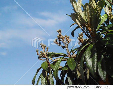 Blue sky and green loquats (loquat trees bearing blue fruit) Blue sky and green loquats (loquat trees bearing blue fruit) 138853032