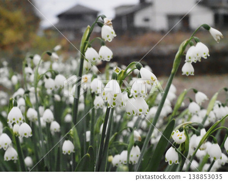 灌溉溝渠旁的斑點風鈴草（一簇雪花蓮）。 138853035