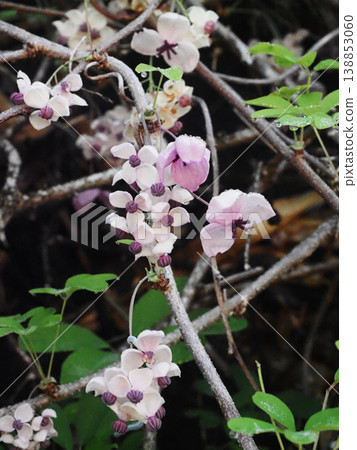 Akebia vines bearing white and purple flowers (Akebia after the rain) Akebia vines bearing white and purple flowers (Akebia after the rain) 138853060