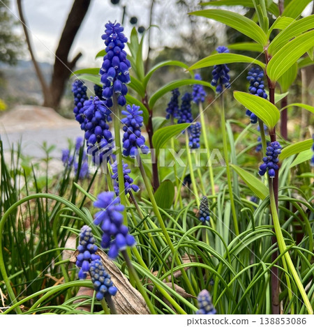 花園裡盛開的紫色風信子花、藍色風信子花，以及叢生著葡萄狀花序的花朵 138853086