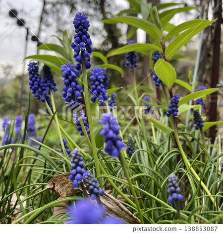 花園裡盛開的紫色風信子花、藍色風信子花，以及叢生著葡萄狀花序的花朵 138853087