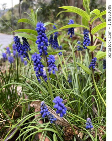 Purple muscari flowers, blue muscari flowers blooming in the garden, flowers with grape-like clusters 138853088