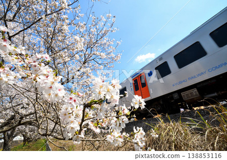 Sakura, Sakura, Sakura 138853116