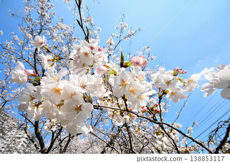 Sakura, Sakura, Sakura Sakura, Sakura, Sakura 138853117