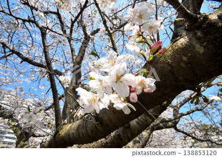 Sakura, Sakura, Sakura Sakura, Sakura, Sakura 138853120