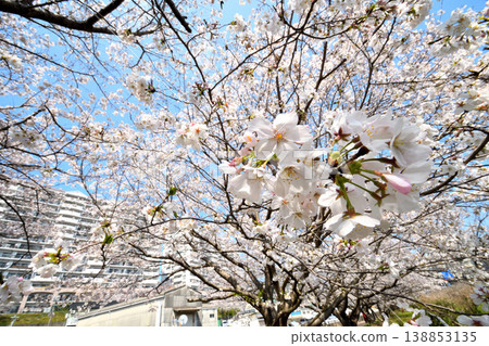 Sakura, Sakura, Sakura Sakura, Sakura, Sakura 138853135