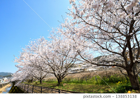Sakura, Sakura, Sakura Sakura, Sakura, Sakura 138853138