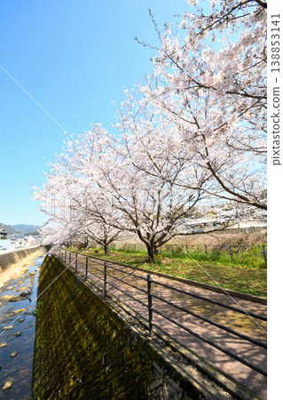 Sakura, Sakura, Sakura Sakura, Sakura, Sakura 138853141