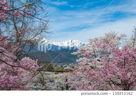 櫻花盛開，映襯著湛藍的天空和北阿爾卑斯山脈。 138853162