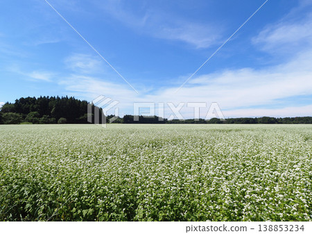 A vast buckwheat field, like a white carpet. It's striking and beautiful against the autumn blue sky. A vast buckwheat field, like a white carpet. It's striking and beautiful against the autumn blue sky. 138853234