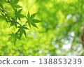 Maple leaves, fresh green leaves, summer background 138853239