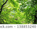 Maple leaves, fresh green leaves, summer background 138853240