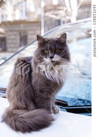 Cat Sitting on Car Hood Urban Street Portrait Domestic Animal Outdoor Cat Sitting on Car Hood Urban Street Portrait Domestic Animal Outdoor 138853245