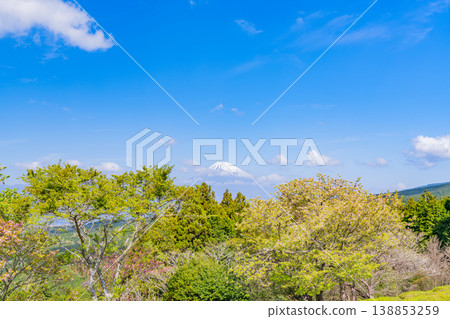 【靜岡縣三島市】春天的山中城遺址公園，背景是富士山。 138853259