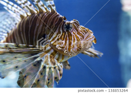 Lionfish Pterois swimming in a blue water aquarium. Beautiful but dangerous marine predator with striped pattern and long fan-like fins at an oceanarium. Lionfish Pterois swimming in a blue water aquarium. Beautiful but dangerous marine predator with striped pattern and long fan-like fins at an oceanarium. 138853264