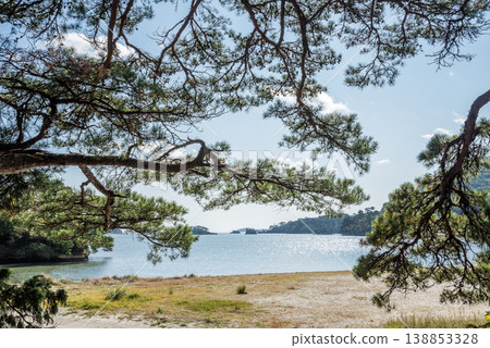 Pine branches with the sea of Matsushima in the background Pine branches with the sea of Matsushima in the background 138853328