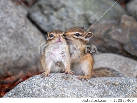 A young Ezo chipmunk playing on a rock. A young Ezo chipmunk playing on a rock. 138853409