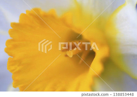 A close-up shot of a daffodil with yellow and white petals. 138853448