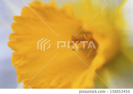 一張水仙花的特寫照片，花瓣有黃色和白色。 138853450