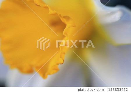 A close-up shot of a daffodil with yellow and white petals. A close-up shot of a daffodil with yellow and white petals. 138853452