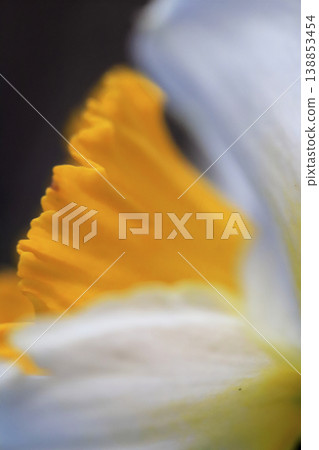 A close-up shot of a daffodil with yellow and white petals. 138853454