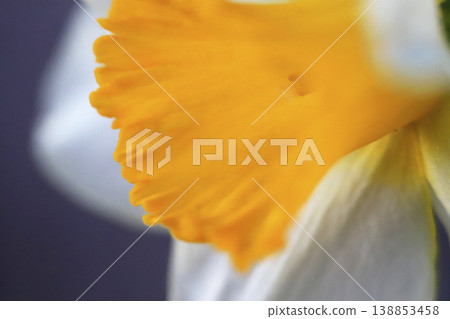 一張水仙花的特寫照片，花瓣有黃色和白色。 138853458
