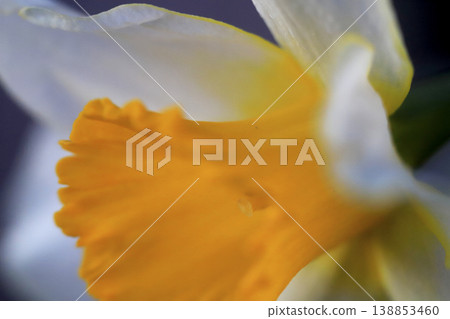 A close-up shot of a daffodil with yellow and white petals. 138853460