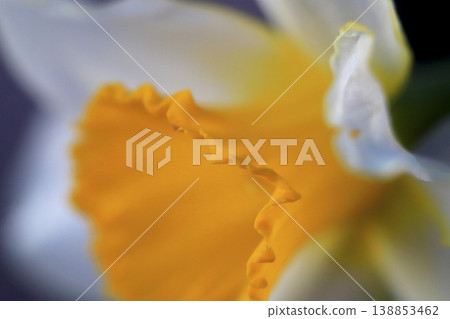 A close-up shot of a daffodil with yellow and white petals. 138853462