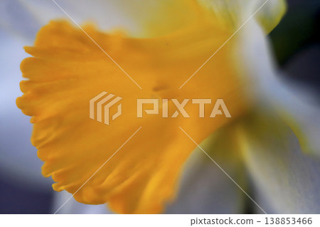 A close-up shot of a daffodil with yellow and white petals. 138853466