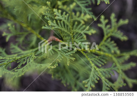 Serene forest environment captured through intimate macro photography of dewcovered cedar foliage Serene forest environment captured through intimate macro photography of dewcovered cedar foliage 138853503
