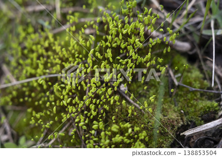 Lush moss scene. Colorful moss cluster showcasing natural forest floor details accurately 138853504