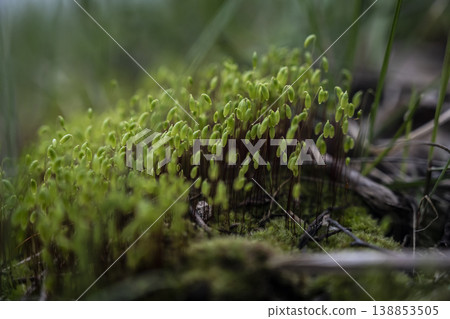Detailed image of vibrant moss growth with slender reproductive filaments amid damp forest ground Detailed image of vibrant moss growth with slender reproductive filaments amid damp forest ground 138853505