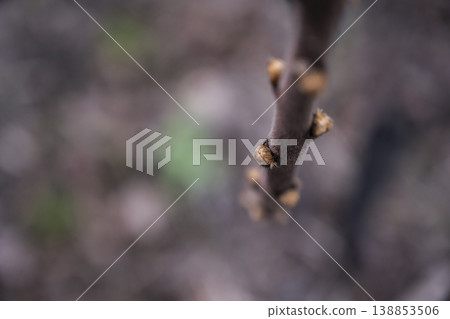 Close view of budding twig emphasizes tranquil transition and natural rebirth scenes Close view of budding twig emphasizes tranquil transition and natural rebirth scenes 138853506