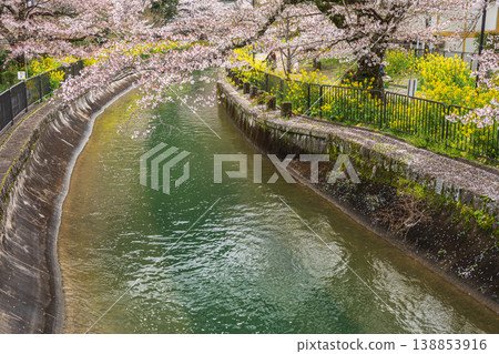 京都琵琶湖運河沿岸櫻花盛開 京都琵琶湖運河沿岸櫻花盛開 138853916