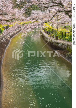京都琵琶湖運河沿岸櫻花盛開 138853917