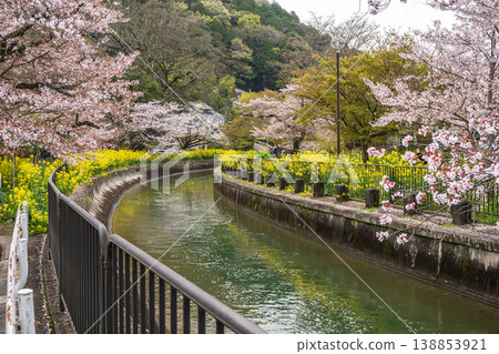 京都琵琶湖運河沿岸櫻花盛開 京都琵琶湖運河沿岸櫻花盛開 138853921