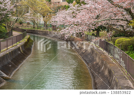 京都琵琶湖運河沿岸櫻花盛開 京都琵琶湖運河沿岸櫻花盛開 138853922