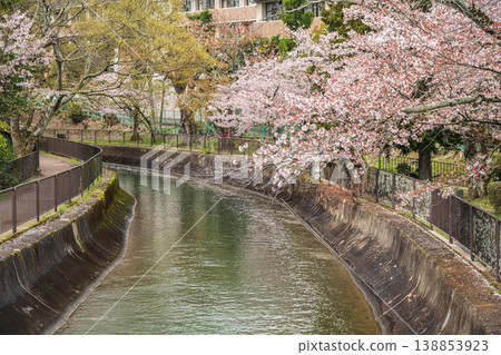 京都琵琶湖運河沿岸櫻花盛開 京都琵琶湖運河沿岸櫻花盛開 138853923