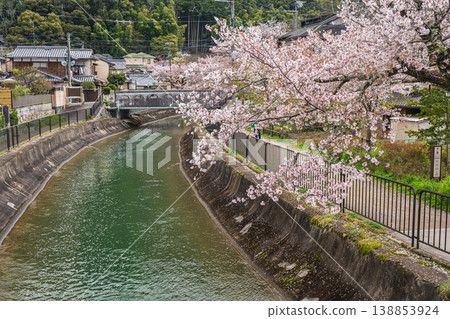 Cherry blossoms blooming along the Lake Biwa Canal in Kyoto City Cherry blossoms blooming along the Lake Biwa Canal in Kyoto City 138853924