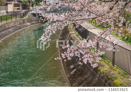 京都市諸葉隧道入口處琵琶湖運河沿岸盛開的櫻花。 京都市諸葉隧道入口處琵琶湖運河沿岸盛開的櫻花。 138853925