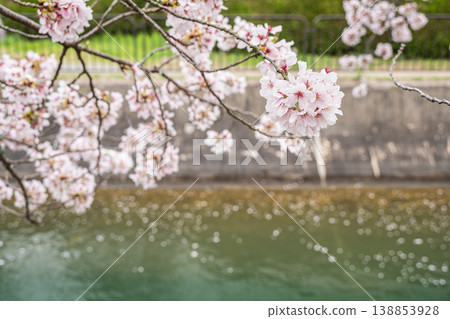 Cherry blossoms blooming along the Lake Biwa Canal in Kyoto City Cherry blossoms blooming along the Lake Biwa Canal in Kyoto City 138853928