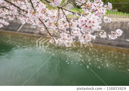 Cherry blossoms blooming along the Lake Biwa Canal in Kyoto City Cherry blossoms blooming along the Lake Biwa Canal in Kyoto City 138853929