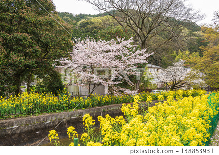 Cherry blossoms and rapeseed flowers blooming along the Lake Biwa Canal in Kyoto City Cherry blossoms and rapeseed flowers blooming along the Lake Biwa Canal in Kyoto City 138853931