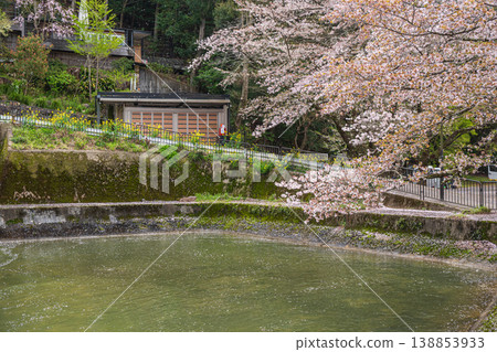Cherry blossoms blooming along the Lake Biwa Canal at Moroha Boat Basin, Kyoto City Cherry blossoms blooming along the Lake Biwa Canal at Moroha Boat Basin, Kyoto City 138853933