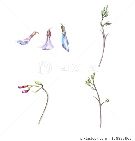 A set of mouse peas flowers. This isolated watercolor illustration is suitable for botanical publications, postcard designs, nature websites, and eco-themes. A set of mouse peas flowers. This isolated watercolor illustration is suitable for botanical publications, postcard designs, nature websites, and eco-themes. 138853963