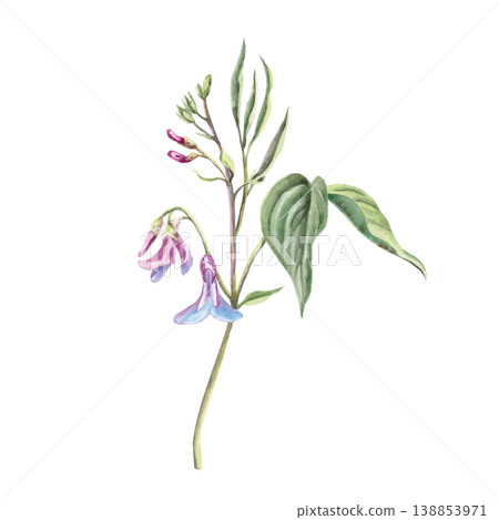 An early-blooming forest flower with young leaves. This isolated watercolor illustration is suitable for botanical publications, postcard designs, nature websites, and eco-themed publications. An early-blooming forest flower with young leaves. This isolated watercolor illustration is suitable for botanical publications, postcard designs, nature websites, and eco-themed publications. 138853971