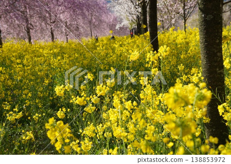 People strolling through a spring flower field; a scene of rapeseed blossoms and cherry blossoms. People strolling through a spring flower field; a scene of rapeseed blossoms and cherry blossoms. 138853972